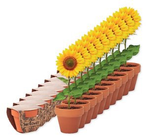 Pack de 100 GiftRetail MO6147 - SUNFLOWER Juego de macetas de terracota