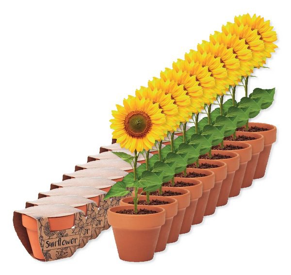 Pack of 100 GiftRetail MO6147 - SUNFLOWER Terracotta pot sunflower